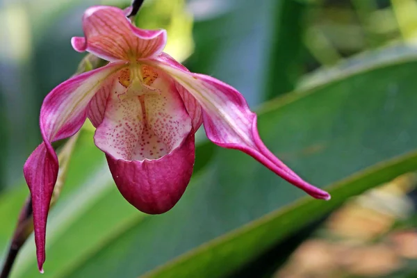 Schöne Orchideenblumen Blühen — Stockfoto