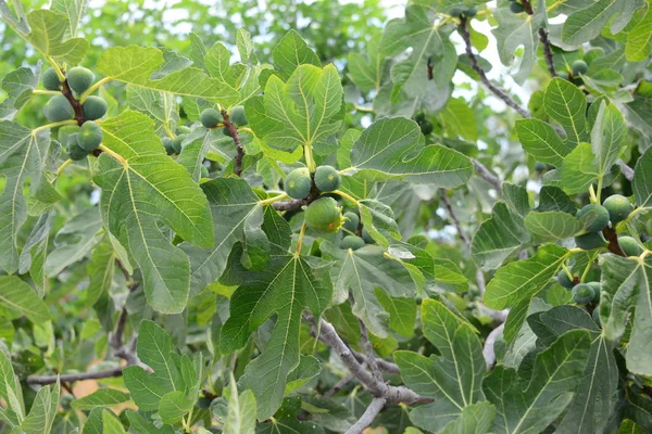 Feigenbaum Grüne Blätter Des Obstbaums — Stockfoto