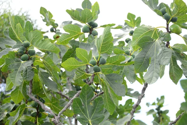 Fig Tree Green Leaves Fruit Tree — Stock Photo, Image