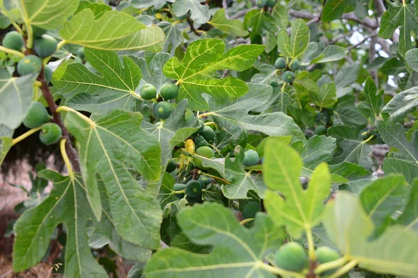 Fico Foglie Verdi Albero Frutto — Foto Stock