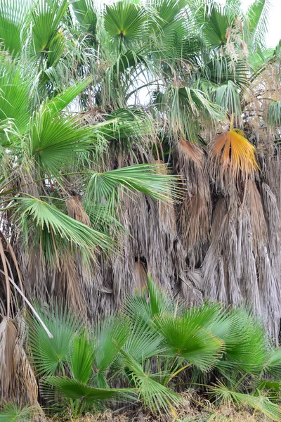 Palmy Tropikalna Flora — Zdjęcie stockowe