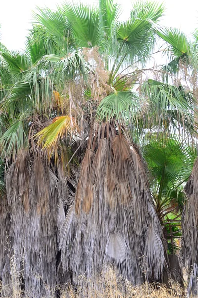 Пальмы Тропическая Флора — стоковое фото