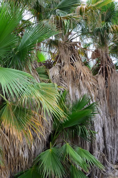 Palmen Tropische Flora — Stockfoto