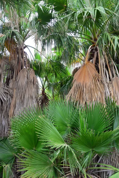 Пальмы Тропическая Флора — стоковое фото