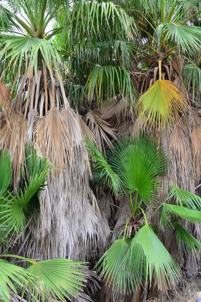 Palmy Tropická Flóra — Stock fotografie