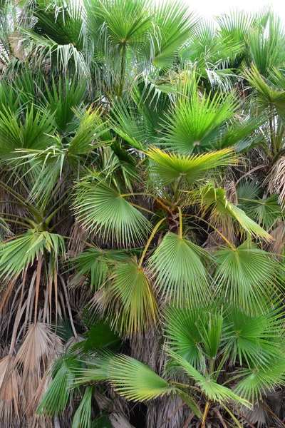 Palmbomen Tropische Flora — Stockfoto