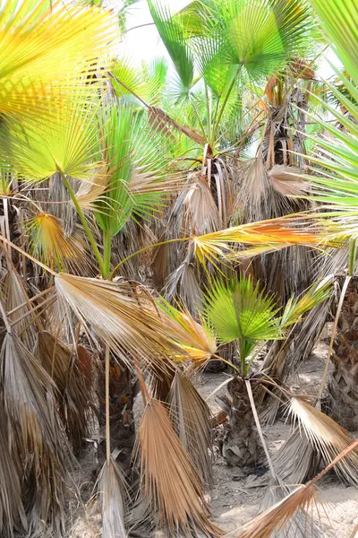 Palmenblätter Spanien Kopierraum — Stockfoto