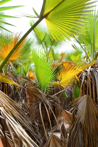 Palmenblätter Spanien Kopierraum — Stockfoto