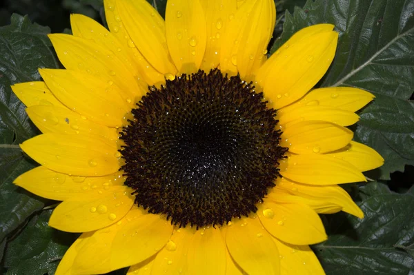 Uma Seleção Imagens Florais — Fotografia de Stock