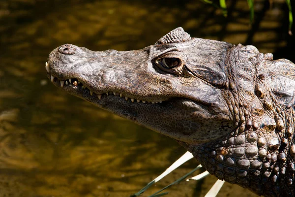 Jacaré Crocodilo Animal Predador Anfíbio — Fotografia de Stock