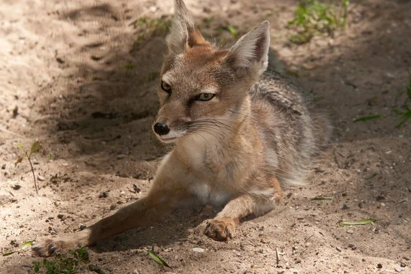 Primer Plano Los Animales Zoológico — Foto de Stock