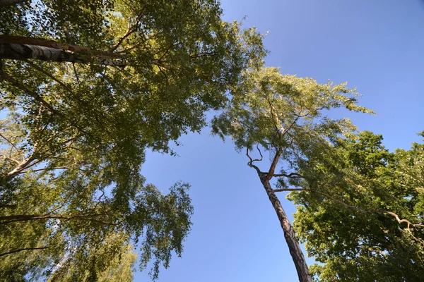 Giornata Primaverile Natura Ambiente Flora — Foto Stock