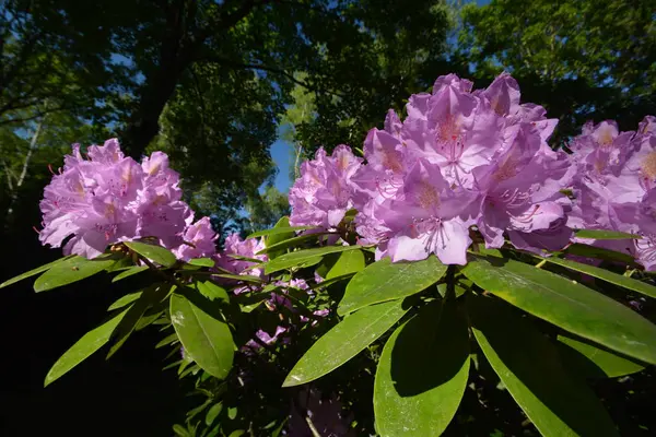 Wiosenny Dzień Przyrodzie Flora Środowiska — Zdjęcie stockowe