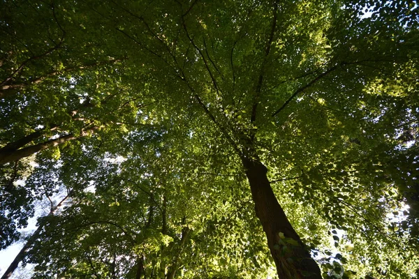 Día Primavera Naturaleza Flora Del Medio Ambiente — Foto de Stock