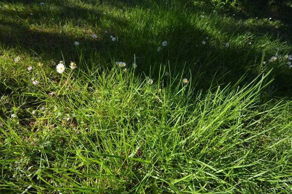 Wiosenny Dzień Przyrodzie Flora Środowiska — Zdjęcie stockowe