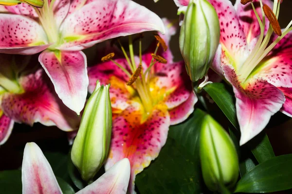 Mits Mooie Lelie Uitstekend Pose — Stockfoto