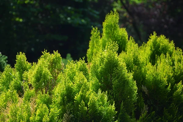 Frühlingstag Der Natur Umwelt Flora — Stockfoto