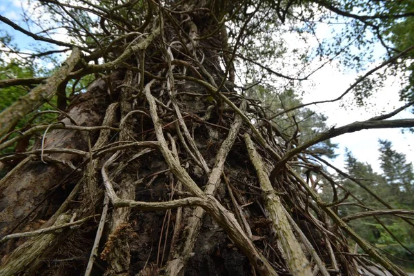 Raízes Árvores Velhas Floresta — Fotografia de Stock