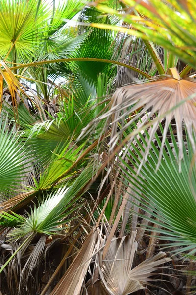 Palm Leaves Spain Copy Space — Stock Photo, Image