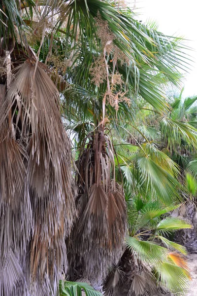Palmenblätter Spanien Kopierraum — Stockfoto