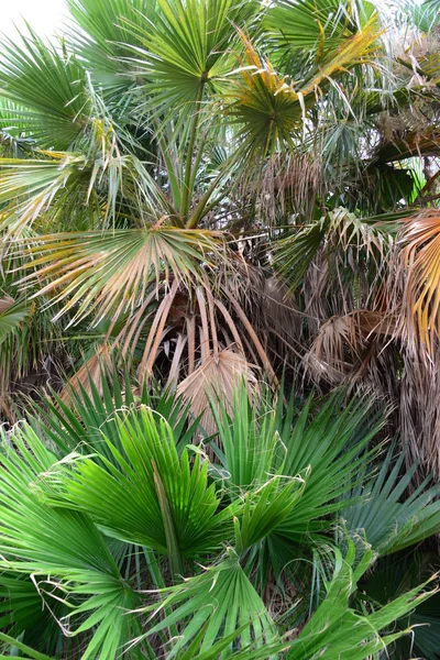 Jardin Palmiers Jungle Feuilles Palmiers Espagne — Photo