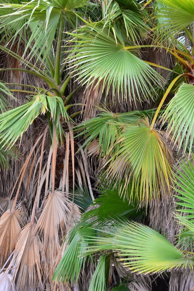 Jardin Palmiers Jungle Feuilles Palmiers Espagne — Photo