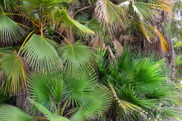 Jardin Palmiers Jungle Feuilles Palmiers Espagne — Photo