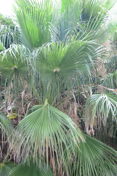 Palmová Zahrada Džungle Palmové Listy Španělsko — Stock fotografie