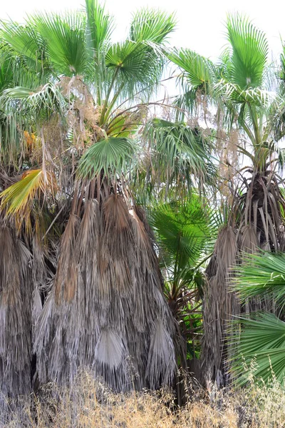 Jardin Palmiers Jungle Feuilles Palmiers Espagne — Photo