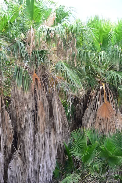 Jardim Palma Selva Folhas Palma Espanha — Fotografia de Stock