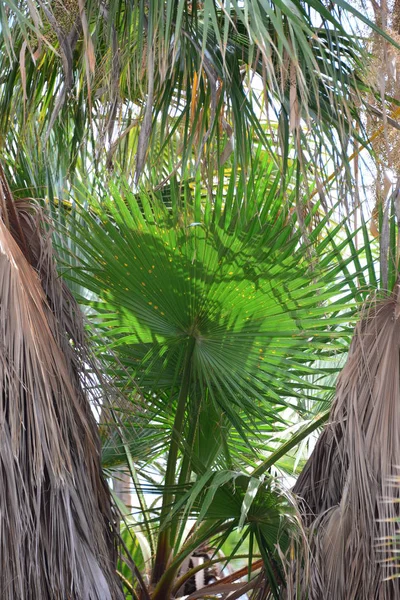 棕榈园 棕榈叶 — 图库照片