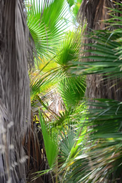 Der Palmengarten Dschungel Palmenblätter Spanien — Stockfoto