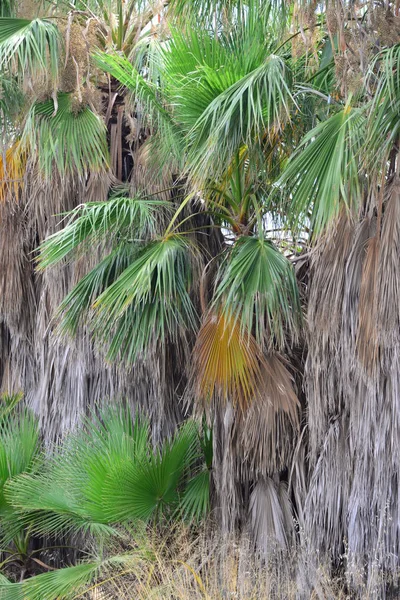 Пальмовый Сад Джунгли Пальмовые Листья Испания — стоковое фото