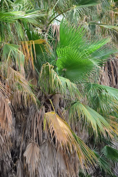 Jardin Palmiers Jungle Feuilles Palmiers Espagne — Photo