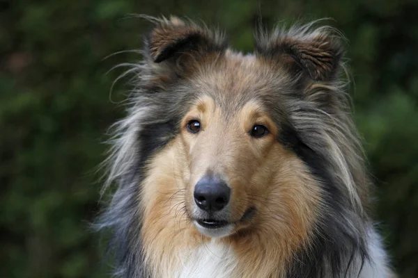 Cheveux Longs Collie Chien Animal Compagnie — Photo