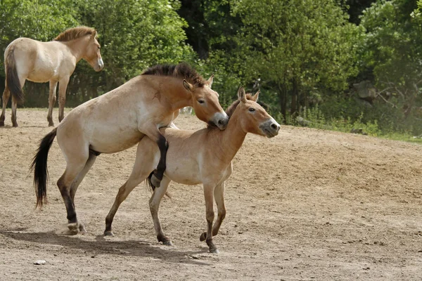 Caballos Campo —  Fotos de Stock