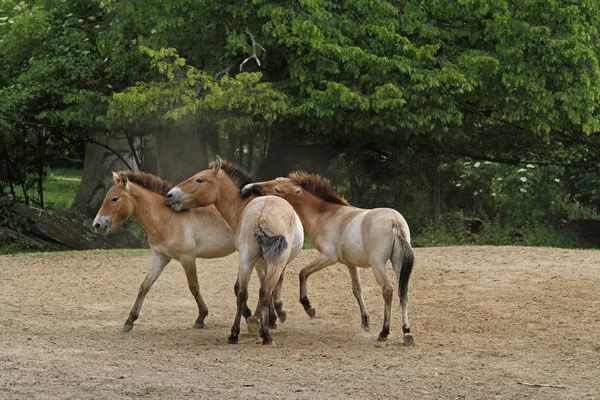 Cavalos Livre Durante Dia — Fotografia de Stock