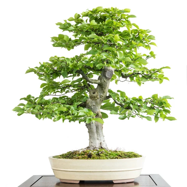 Old Hornbeam Carpinus Betulus Bonsai Tree — Stock Photo, Image