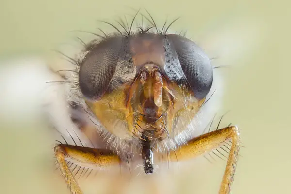 Fechar Housefly Fannia Canicularis — Fotografia de Stock