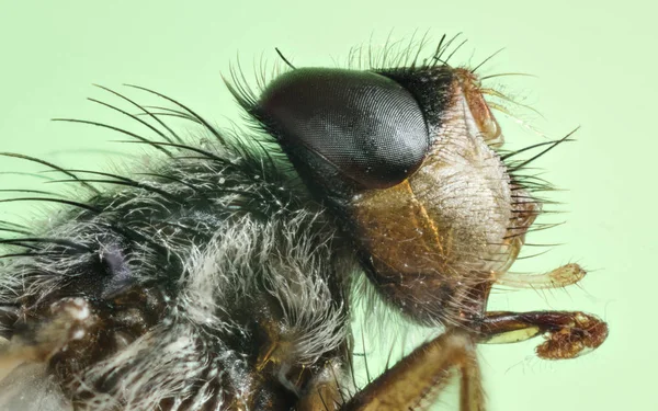 Macro Portrait Insecte Stubenfliege Fannia Canicularis — Photo