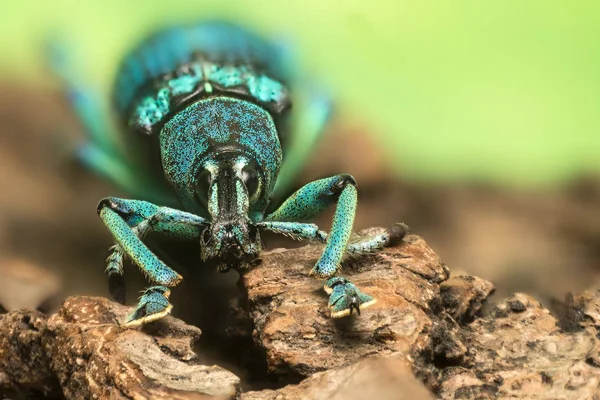 Nahaufnahme Von Wanzen Der Wilden Natur — Stockfoto