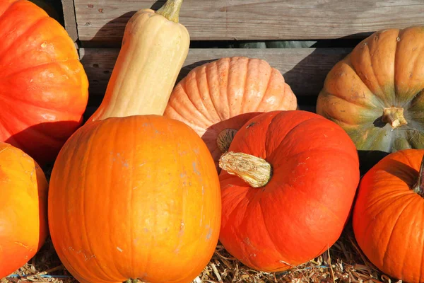 Small Group Decorative Pumpkins Fall — Stock Photo, Image