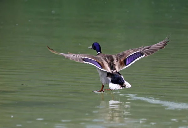 Vista Cênica Pato Mallard Bonito Natureza — Fotografia de Stock