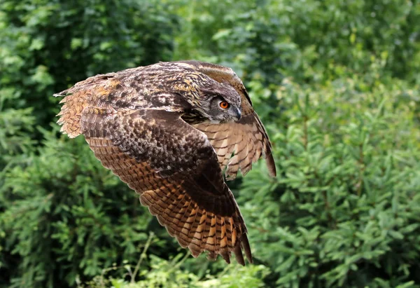 closeup view of eagle owl at wild nature