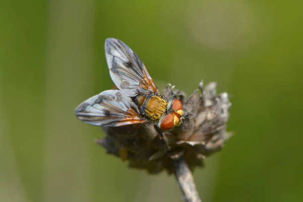 Volar Sobre Flor Marchita — Foto de Stock