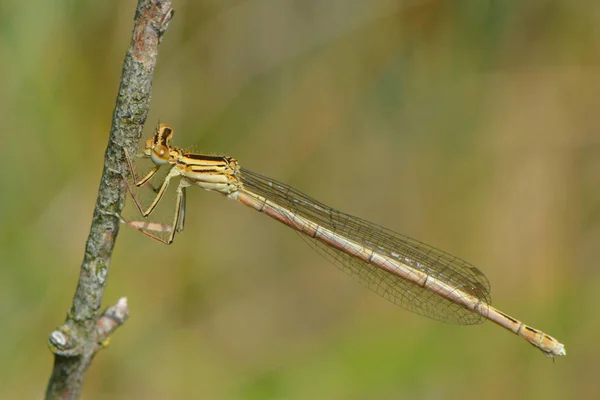 Insecte Libellule Petit Insecte Avec Des Ailes Dans Nature — Photo