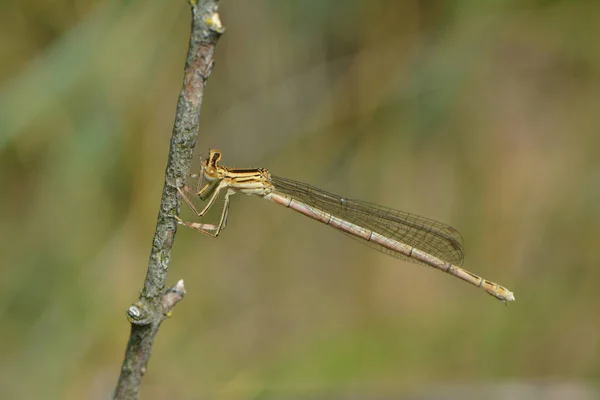 Entomologie Odonata Insecte Libellule — Photo