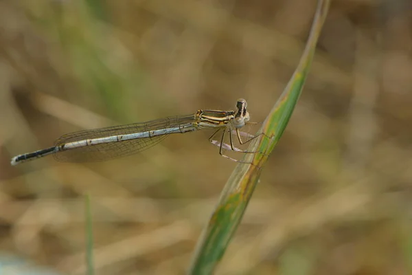 Libelle Insect Klein Insect Met Vleugels Natuur — Stockfoto