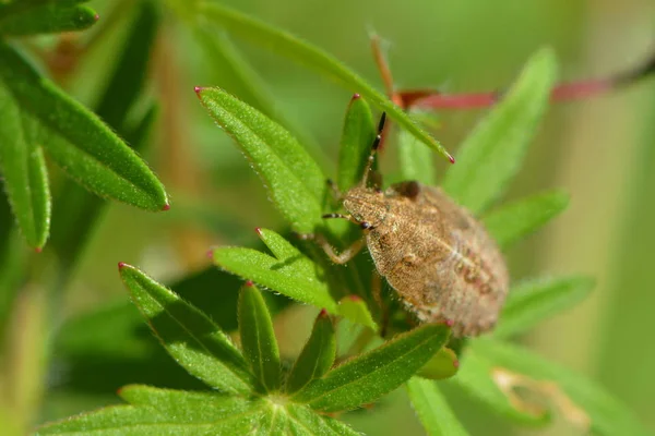 Pequeno Bug Larva Mato — Fotografia de Stock