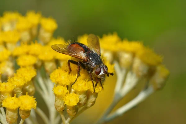 Tree Bug Fly Yellow Blossom Dows — Stock Photo, Image